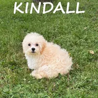 Kindall, a female Shihpoo for sale in New Richland, MN – 1 of 3