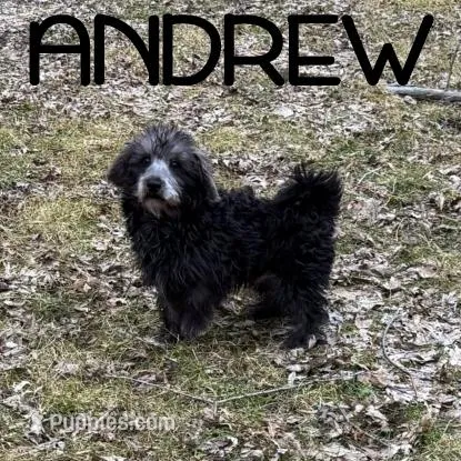 Andrew Neutered – Schnoodle puppy for sale in New Richland, MN