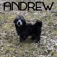 Andrew Neutered, a male Schnoodle for sale in New Richland, MN – Photo 1 of 4