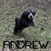 Andrew Neutered, a male Schnoodle for sale in New Richland, MN – Photo 3 of 4