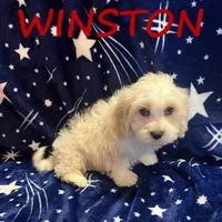 Winston, a male Cockapoo for sale in New Richland, MN – Photo 2 of 3