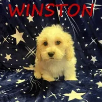 Winston, a male Cockapoo for sale in New Richland, MN – Photo 3 of 3