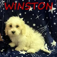 Winston, a male Cockapoo for sale in New Richland, MN – Photo 1 of 3