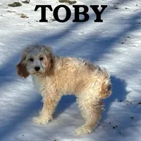 Toby, a male Cockapoo for sale in New Richland, MN – Photo 2 of 3