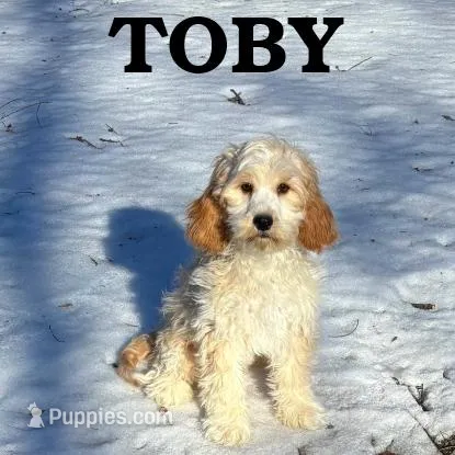 Toby