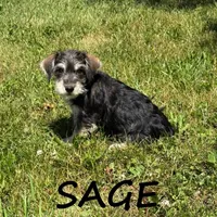 Sage, a female Schnoodle for sale in New Richland, MN – 3 of 3