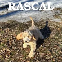 Rascal Neutered, a male Cockapoo for sale in New Richland, MN – Photo 2 of 3