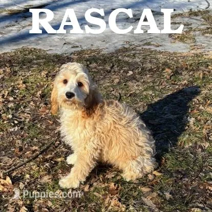 Rascal Neutered – Cockapoo puppy for sale in New Richland, MN