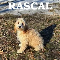 Rascal Neutered, a male Cockapoo for sale in New Richland, MN – Photo 1 of 3