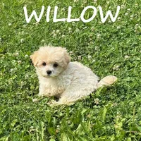 Willow, a female Shihpoo for sale in New Richland, MN – 3 of 3