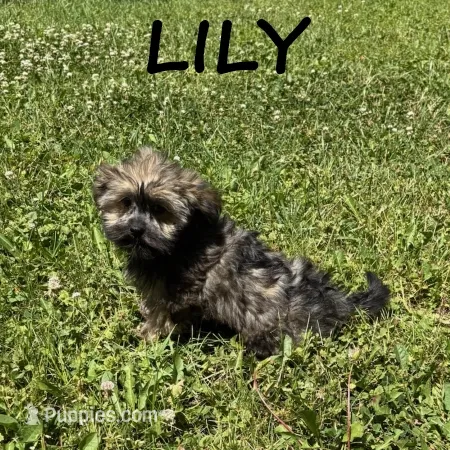 Lily – Shorkie puppy for sale in New Richland, MN