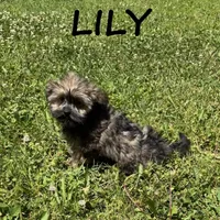 Lily, a female Shorkie for sale in New Richland, MN – 1 of 3
