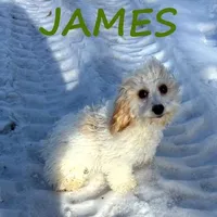 James Neutered, a male Cavapoo for sale in New Richland, MN – Photo 1 of 3