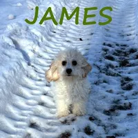 James, a male Cavapoo for sale in New Richland, MN – Photo 1 of 3