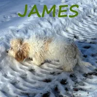 James, a male Cavapoo for sale in New Richland, MN – Photo 3 of 3