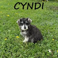 Cyndi, a female Schnoodle for sale in New Richland, MN – 3 of 3