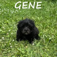 Gene, a male Shihpoo for sale in New Richland, MN – 3 of 3