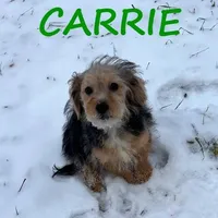 Carrie, a female Yorkipoo for sale in New Richland, MN – Photo 2 of 3
