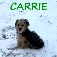 Carrie, a female Yorkipoo for sale in New Richland, MN – Photo 3 of 3