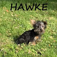 Hawke, a male Yorkipoo for sale in New Richland, MN – 3 of 3