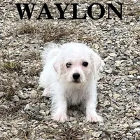Waylon, a male Schnoodle for sale in New Richland, MN – 3 of 3