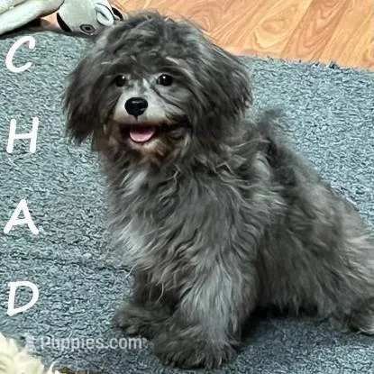 Chad Neutered – Shihpoo puppy for sale in New Richland, MN