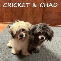 Chad Neutered, a male Shihpoo for sale in New Richland, MN – Photo 3 of 4