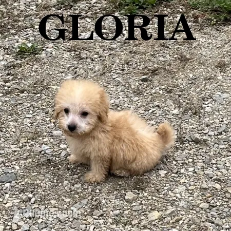 Gloria – Schnoodle puppy for sale in New Richland, MN