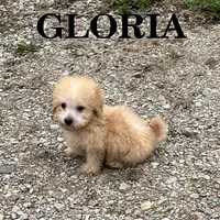 Gloria, a female Schnoodle for sale in New Richland, MN – 1 of 3