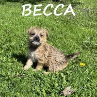 Becca, a female Cairn Terrier and Bichpoo for sale in New Richland, MN – 3 of 4