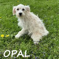 Opal, a female Schnoodle for sale in New Richland, MN – 3 of 3
