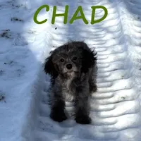 Chad, a male Shihpoo for sale in New Richland, MN – Photo 2 of 4