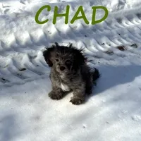 Chad, a male Shihpoo for sale in New Richland, MN – Photo 1 of 4
