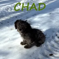 Chad, a male Shihpoo for sale in New Richland, MN – Photo 3 of 4