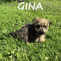 Gina, a female Cairn Terrier and Bichpoo for sale in New Richland, MN – 4 of 4