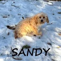 Sandy, a female Cavapoo for sale in New Richland, MN – Photo 3 of 3