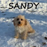 Sandy, a female Cavapoo for sale in New Richland, MN – Photo 2 of 3