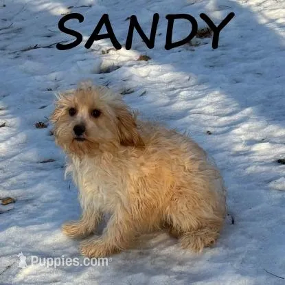 Sandy
