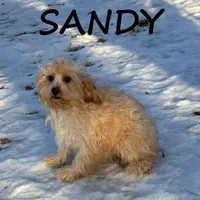 Sandy, a female Cavapoo for sale in New Richland, MN – Photo 1 of 3