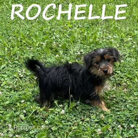 Rochelle – Yorkipoo puppy for sale in New Richland, MN