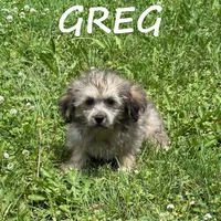 Greg, a male Shihpoo for sale in New Richland, MN – 2 of 3
