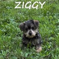 Ziggy, a male Miniature Schnauzer and Yorkshire Terrier for sale in New Richland, MN – 2 of 3