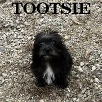 Tootsie, a female Schnoodle for sale in New Richland, MN – 3 of 3