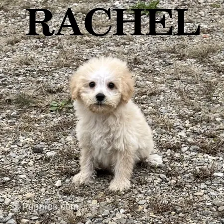 Rachel – Schnoodle puppy for sale in New Richland, MN