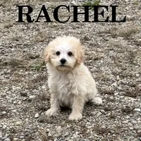 Rachel, a female Schnoodle for sale in New Richland, MN – 1 of 3