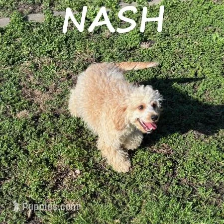 Nash Neutered – Cavapoo puppy for sale in New Richland, MN