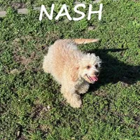 Nash Neutered, a male Cavapoo for sale in New Richland, MN – Photo 1 of 3