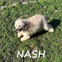 Nash Neutered, a male Cavapoo for sale in New Richland, MN – Photo 2 of 3