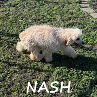 Nash Neutered, a male Cavapoo for sale in New Richland, MN – Photo 3 of 3