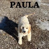 Paula, a female Cockapoo for sale in New Richland, MN – Photo 3 of 4